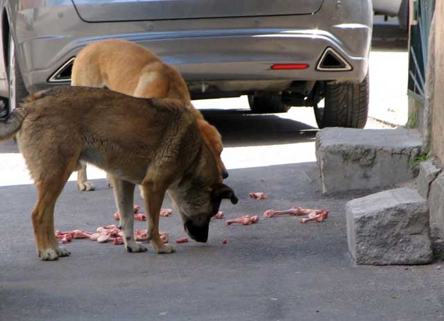 Problema câinilor vagabonzi, de nerezolvat la Târgu-Jiu