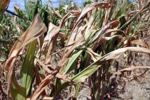 Doar doi gorjeni primesc subvenţii pentru culturi distruse de secetă
