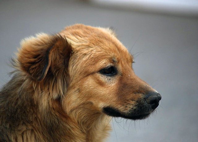 Peste 90.000 de câini vor fi vaccinaţi împotriva rabiei