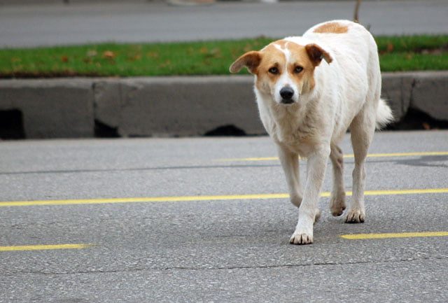 Impozitul pe câini, soluţia "anti-rabie" în Gorj