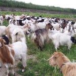 În control, la fermele de ovine şi caprine