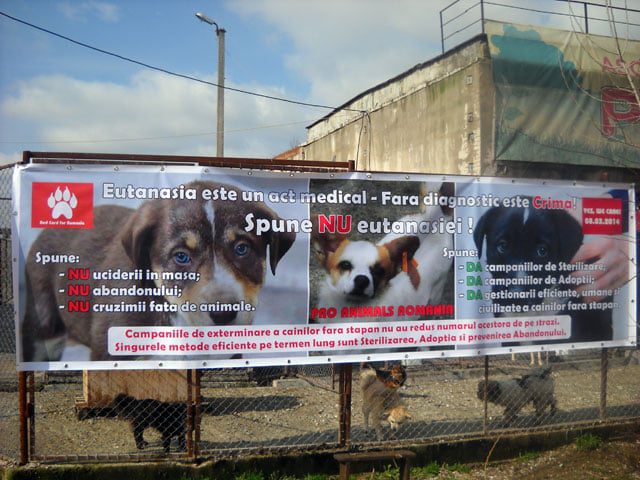 Asociaţia Pro Animals din Târgu-Jiu spune nu eutanasierii câinilor fără stăpân!