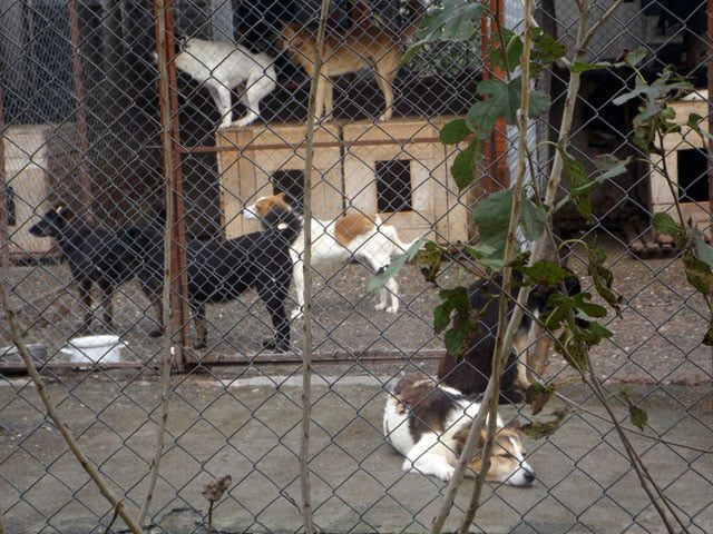 Campanie de sterilizare gratuită a câinilor şi pisicilor, la Târgu-Jiu