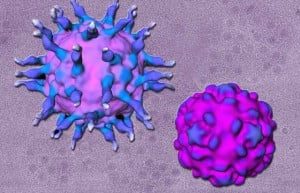 Virusul-Poliomielita-560x360