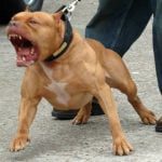Sute de câini agresivi sunt în evidența Poliției! Proprietarii riscă înschisoarea dacă animalele fac victime!