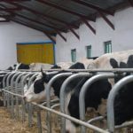 DSV a verificat fermele de animale din mai multe localități