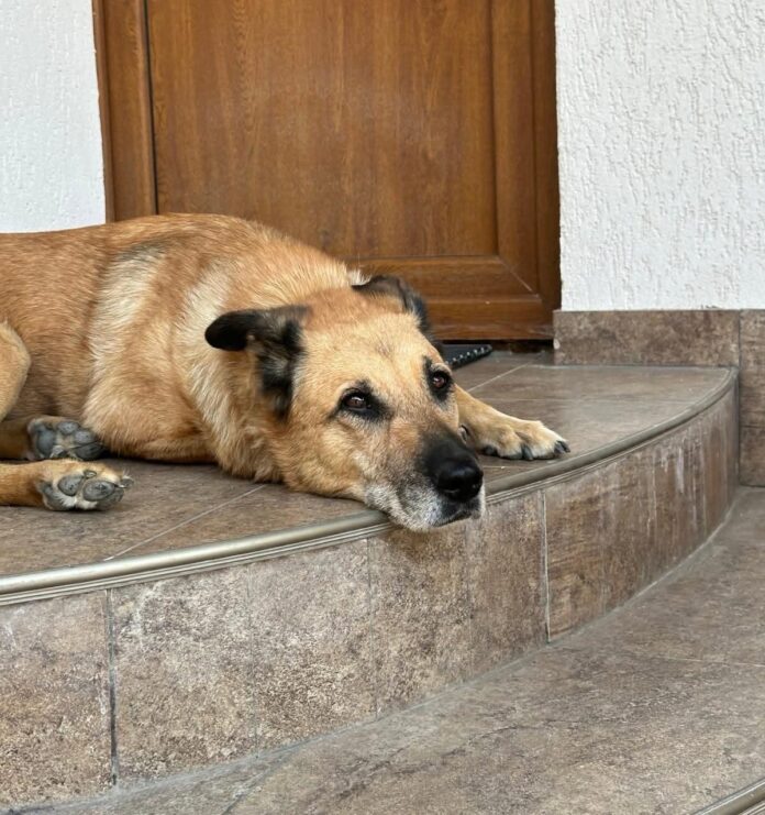 Recompensă pentru găsirea celor doi căței ai familiei Banța