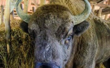 Era blând și umbla prin livezi. Sfârșit cutremurător pentru un zimbru de peste 800 de kilograme, găsit mort și decapitat